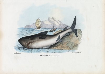 Spiny Dogfish, 1863-79 by Raimundo Petraroja